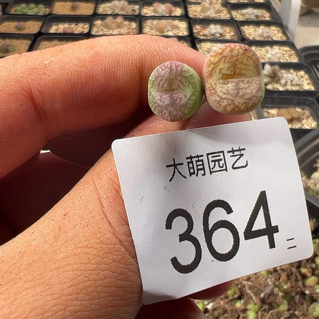 一物一拍。         364