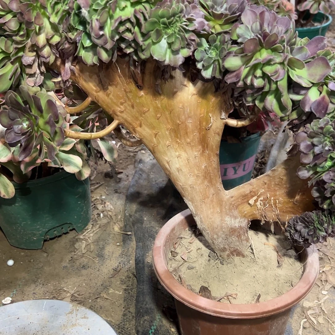 多肉185植物玫瑰缀花