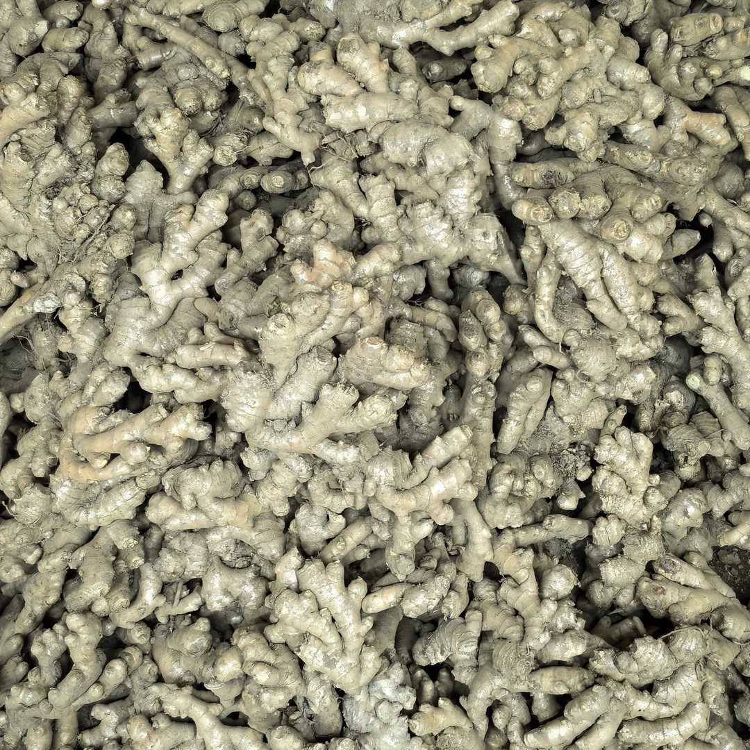 现收云南老品种黄姜老姜