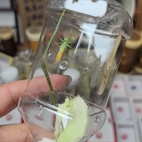 蟋蟀糖果彩螽长须一条