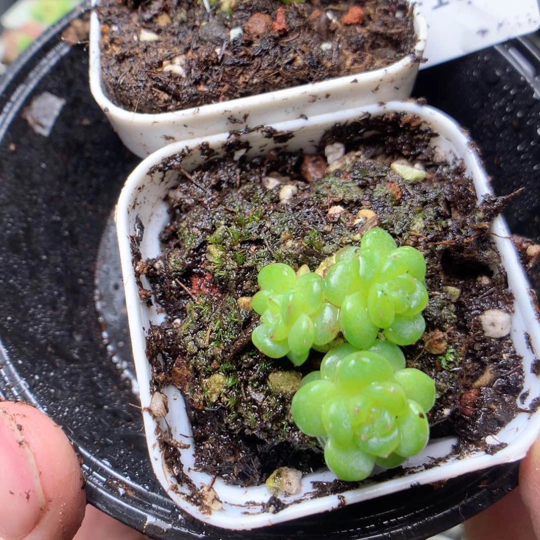 无花朵E105y y y y y y y y y y y y