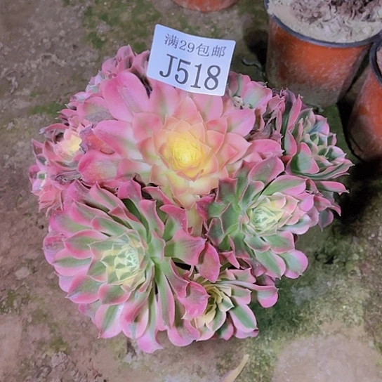 518白凤多肉植物