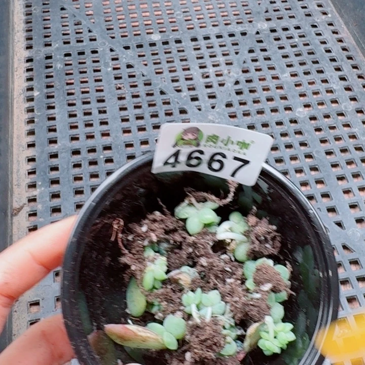 柒***默多肉植物多肉植物