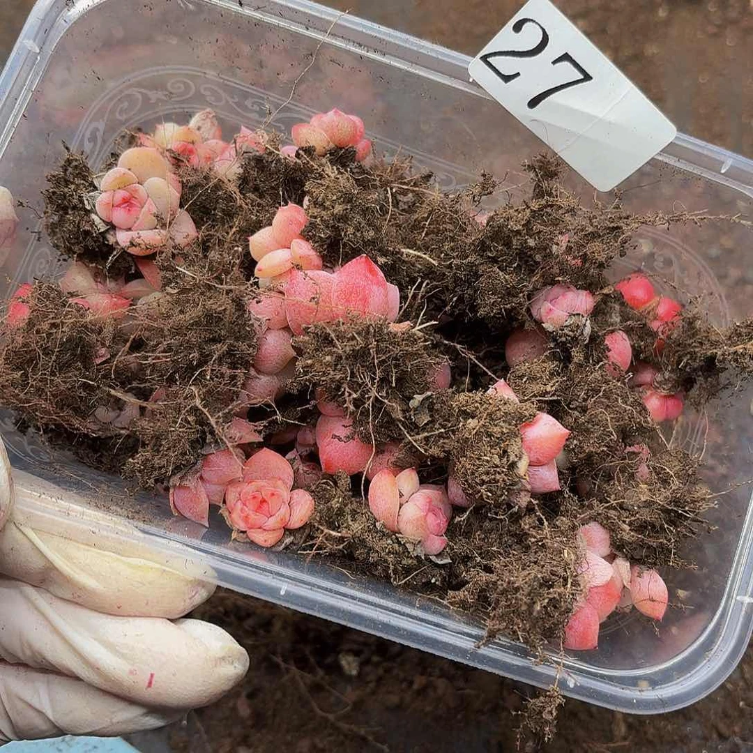 多肉植物多肉植物27