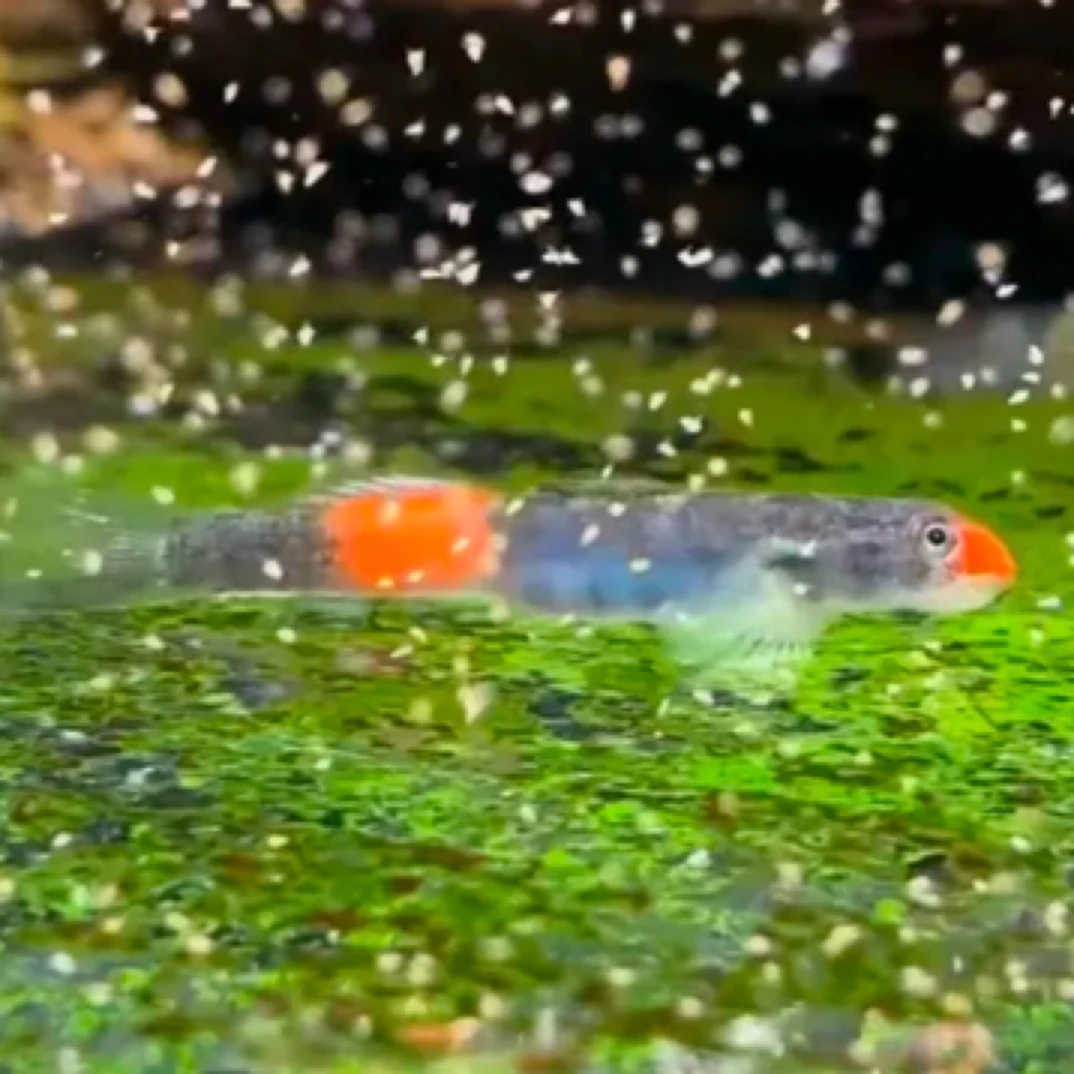 樱花韧虾虎凯亚韧虾虎鹰嘴韧虾虎东南亚原生虾虎鱼原生除藻工具鱼
