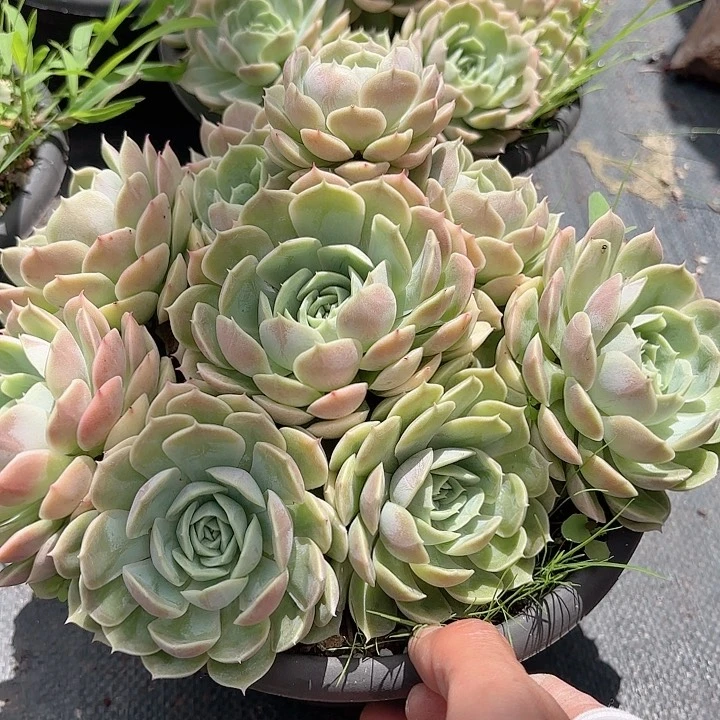 昂斯诺大群老桩多肉