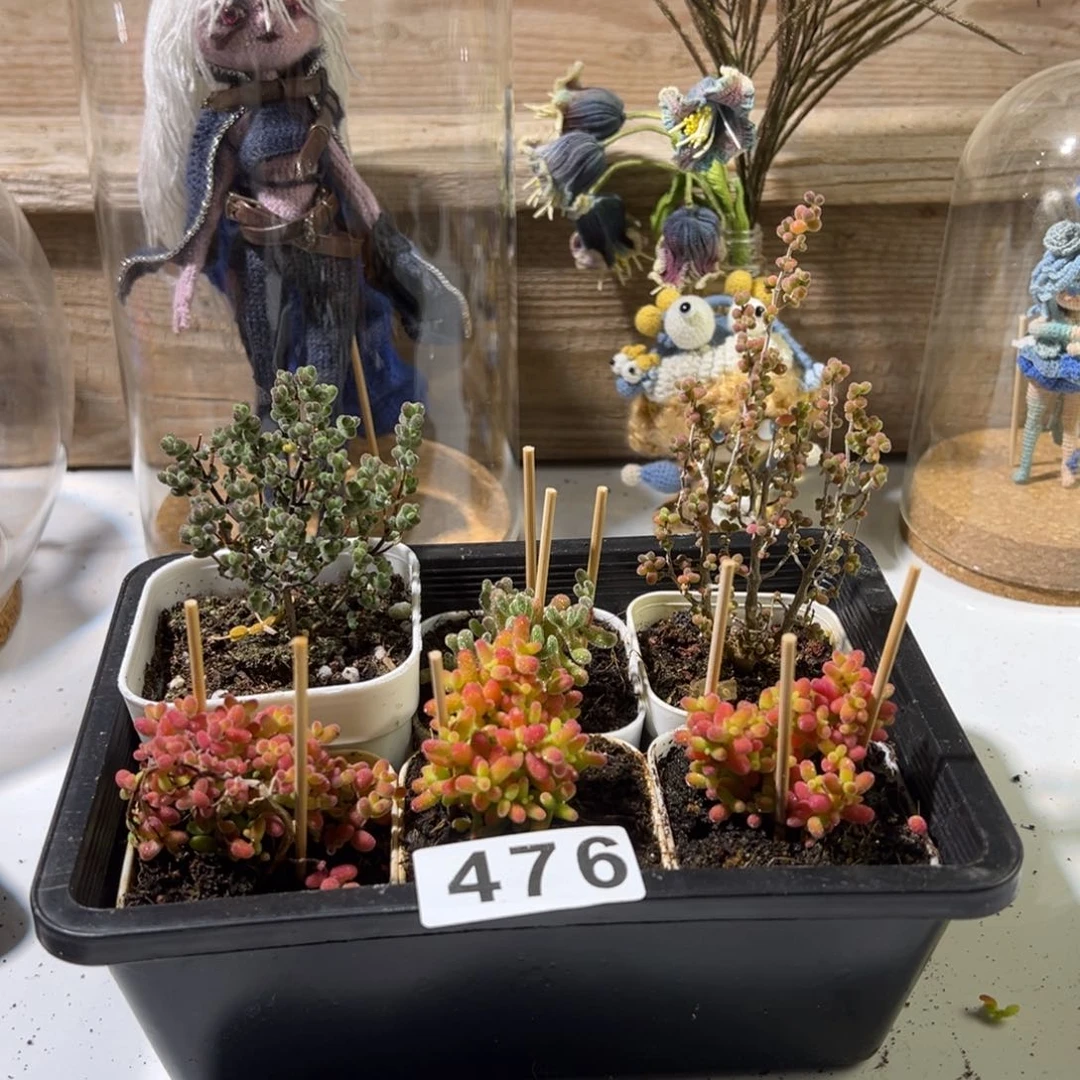 枝干番杏多肉植物476