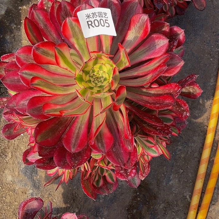 衣*家005多肉植物的生长