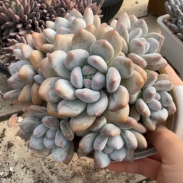 香水多肉植物的生长