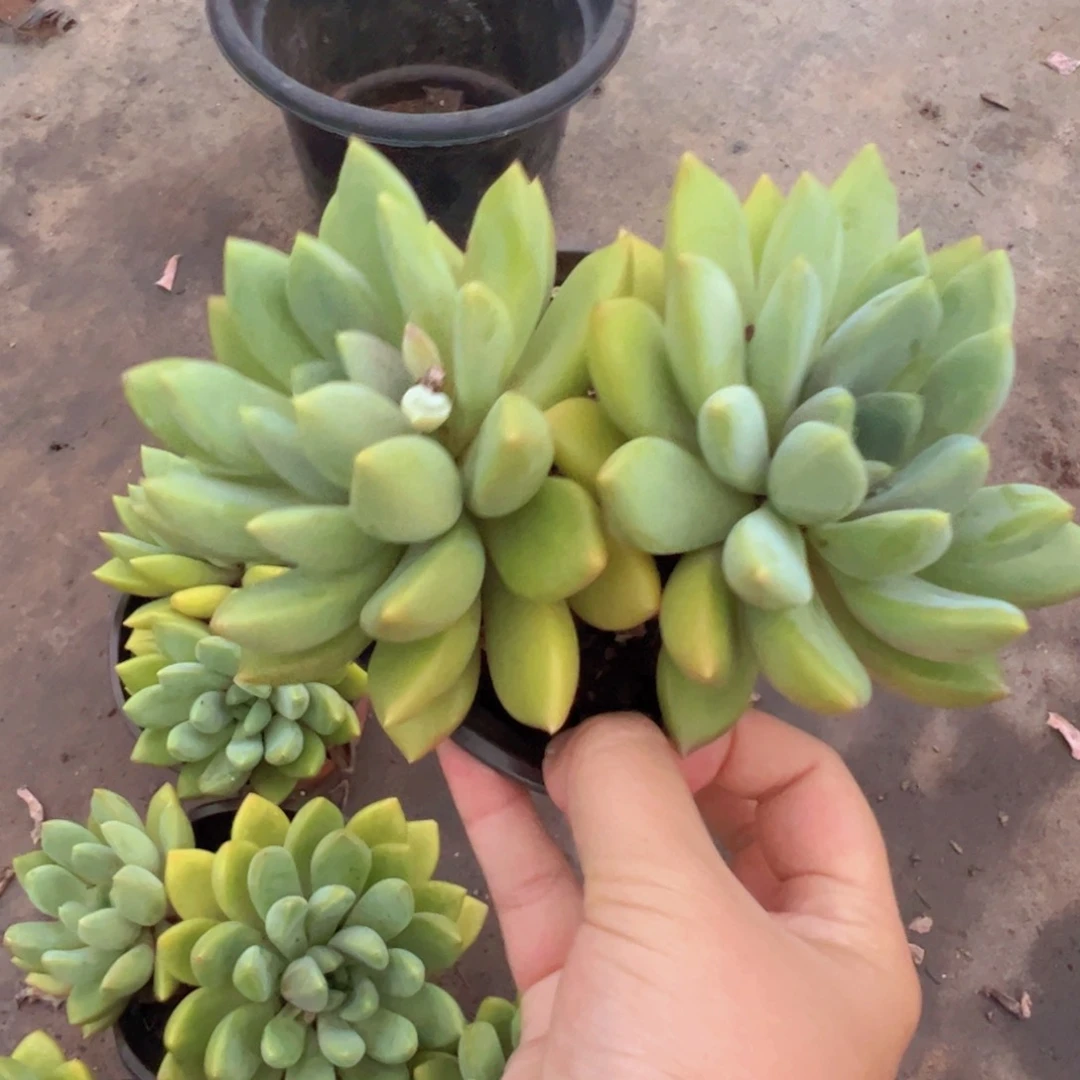 黄金象牙双头起发