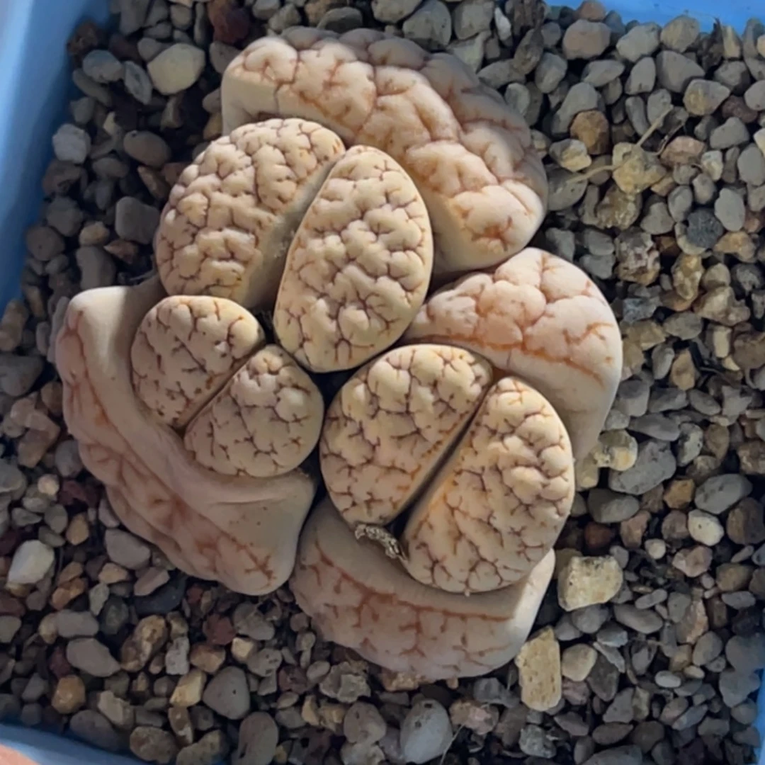 7110三头凹凸拿铁189