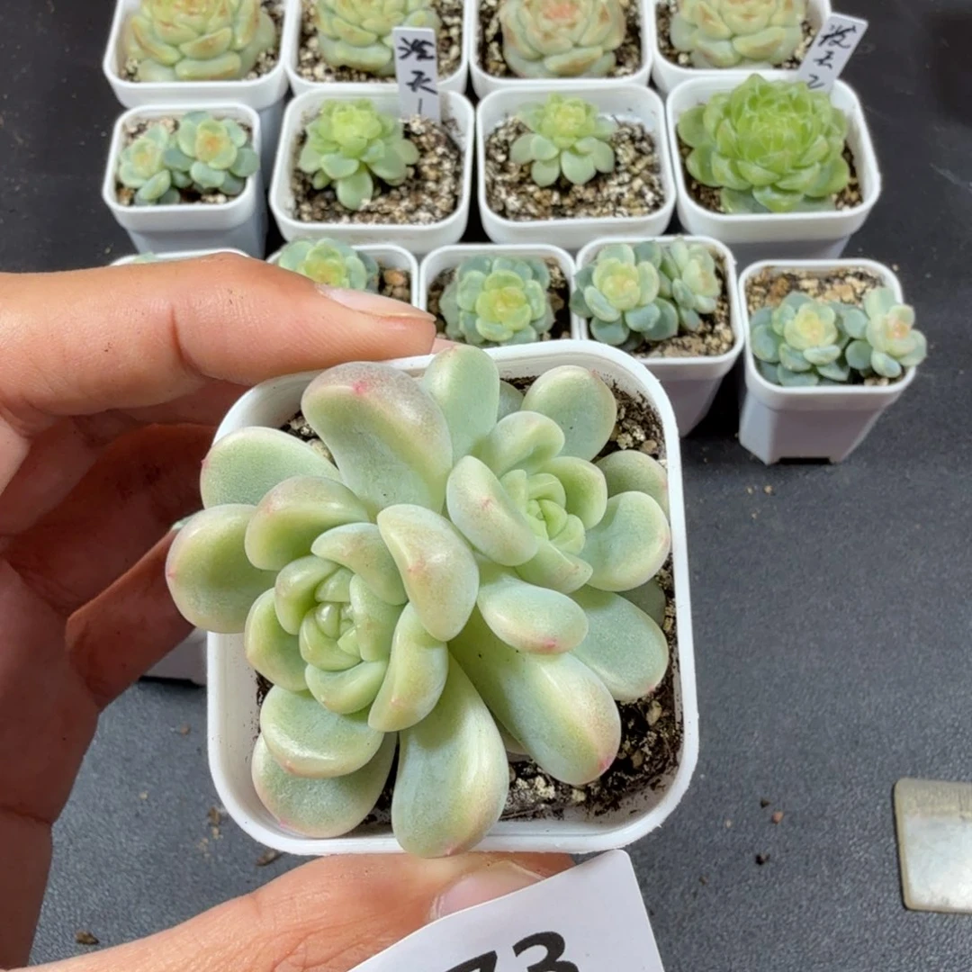 甜心童话双头一物一拍073
