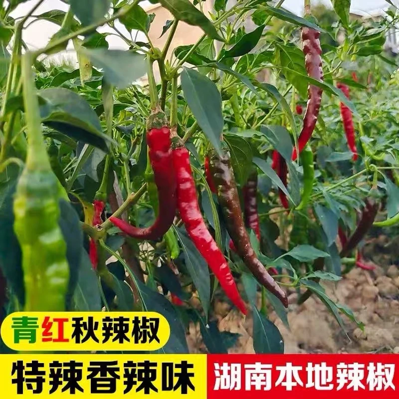 湖南土辣椒老品种螺丝椒特香特辣