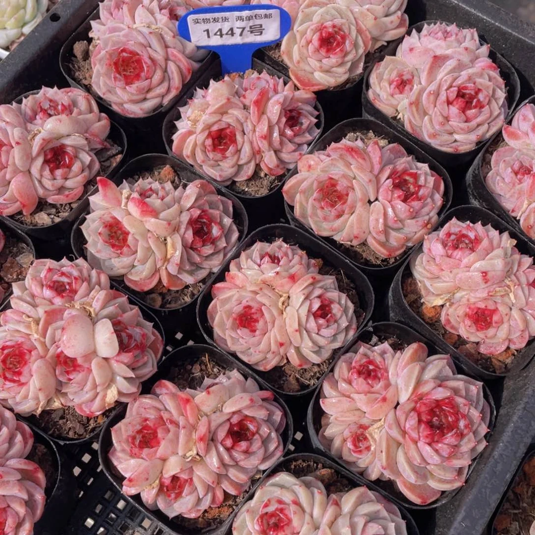 1447号 红丝绒糖心天鹅绒群生一个