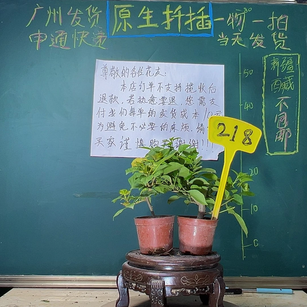 当前无花栽培后可以开花香港丽人掌中宝 小叶紫掌中宝218