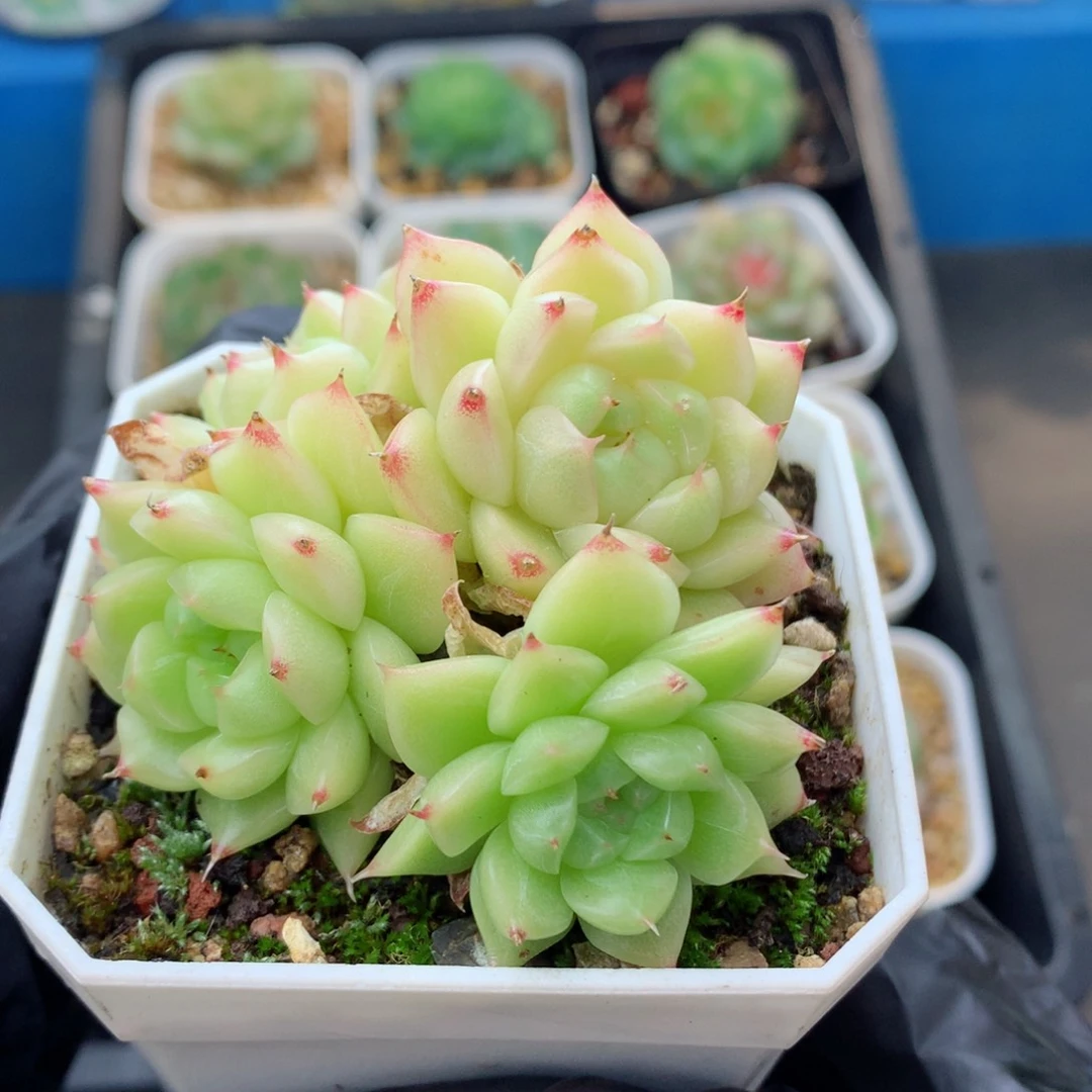 58包邮  群生不包整麦秆群72