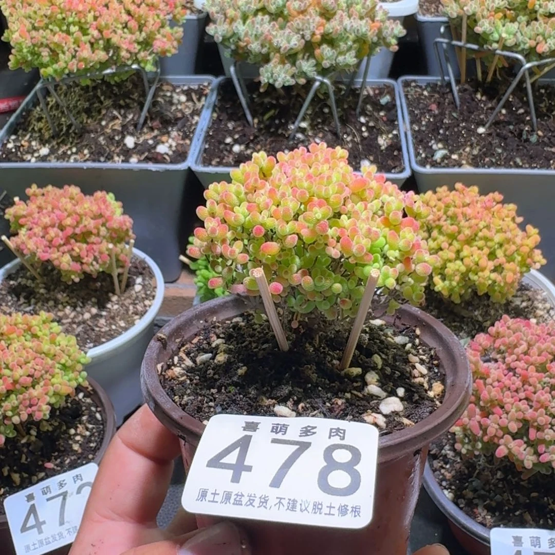 枝干番杏蜜橘糖球478