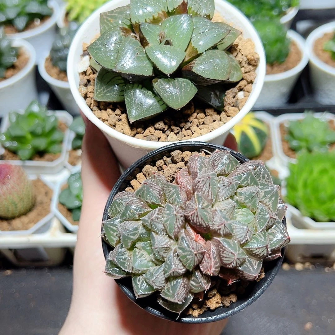 日月潭➕大叶楼兰