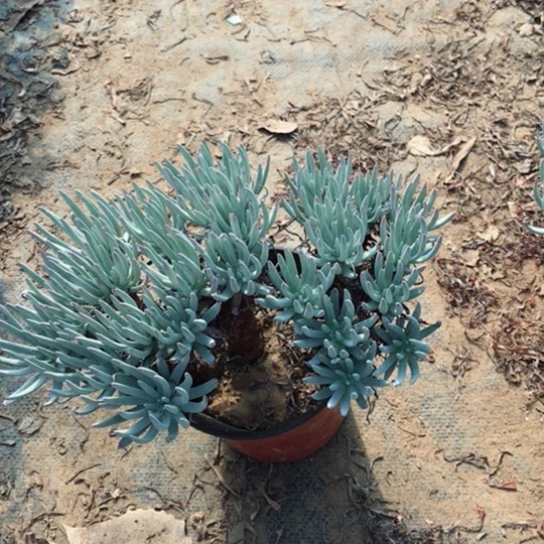 仙女杯多肉植物14