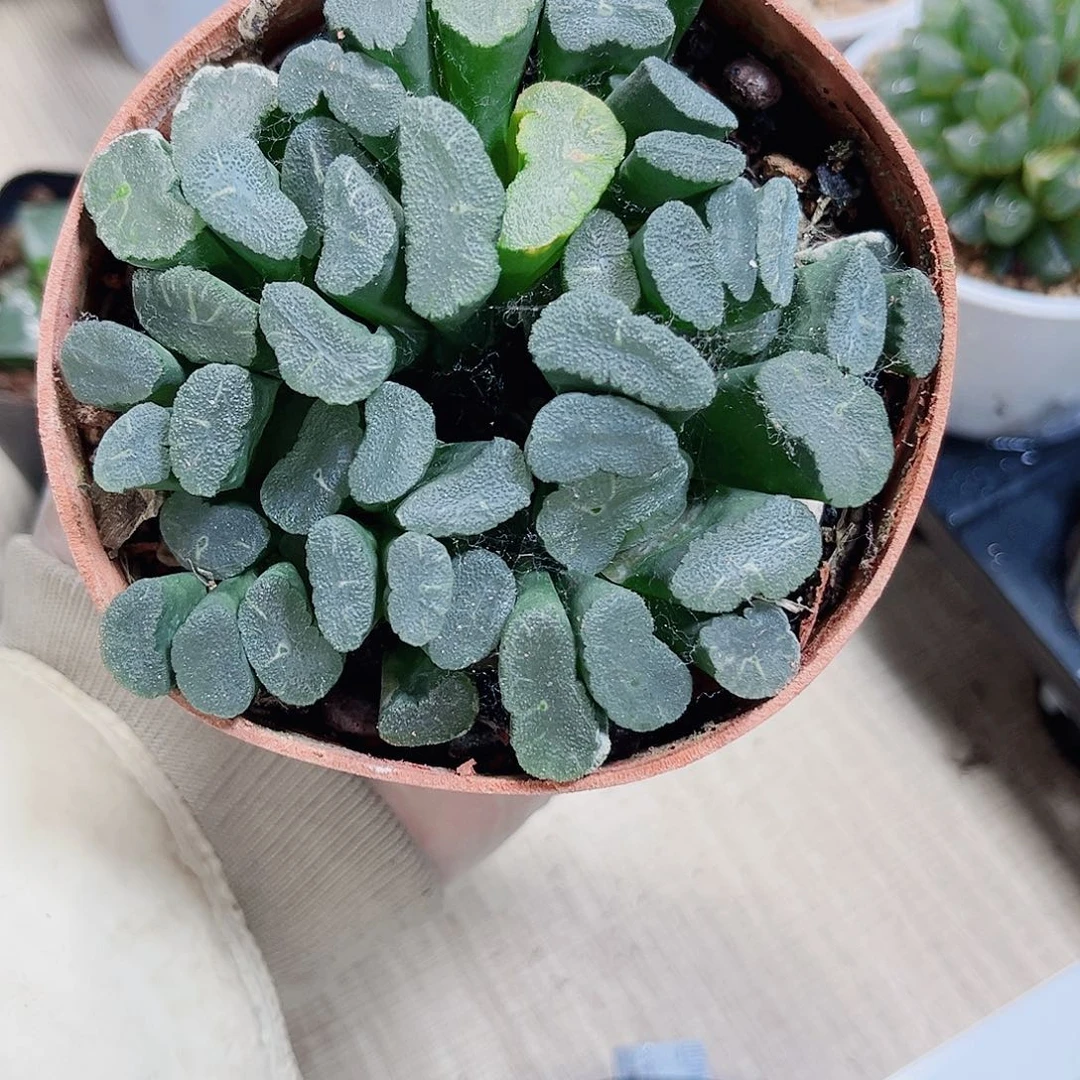 群生凤凰万象新手好养的