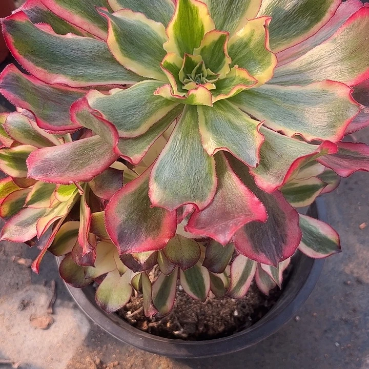 多肉植物魅影捧花锦…………