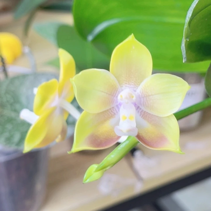 完全开放弥陀210-金蝉-2248