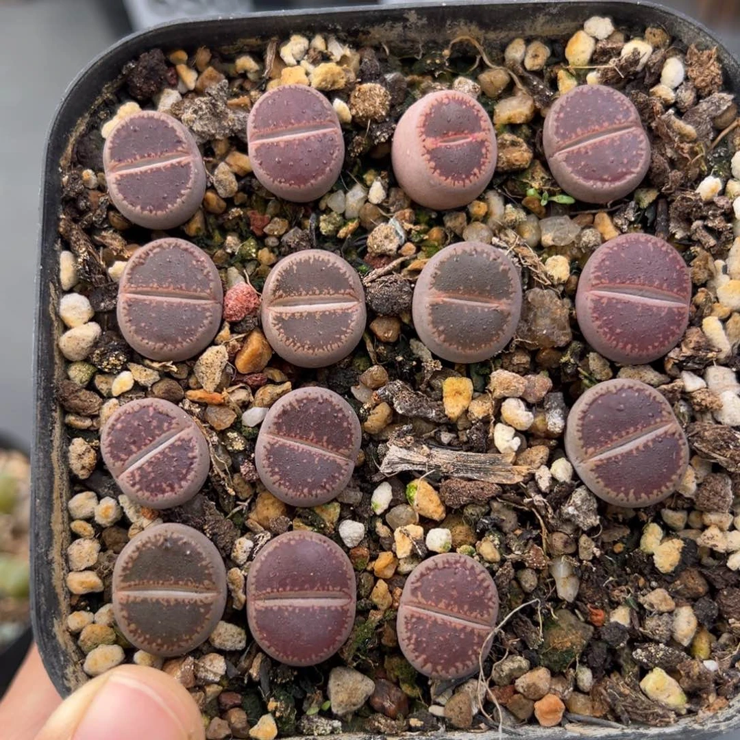 11.18好看的多肉脱土发货796