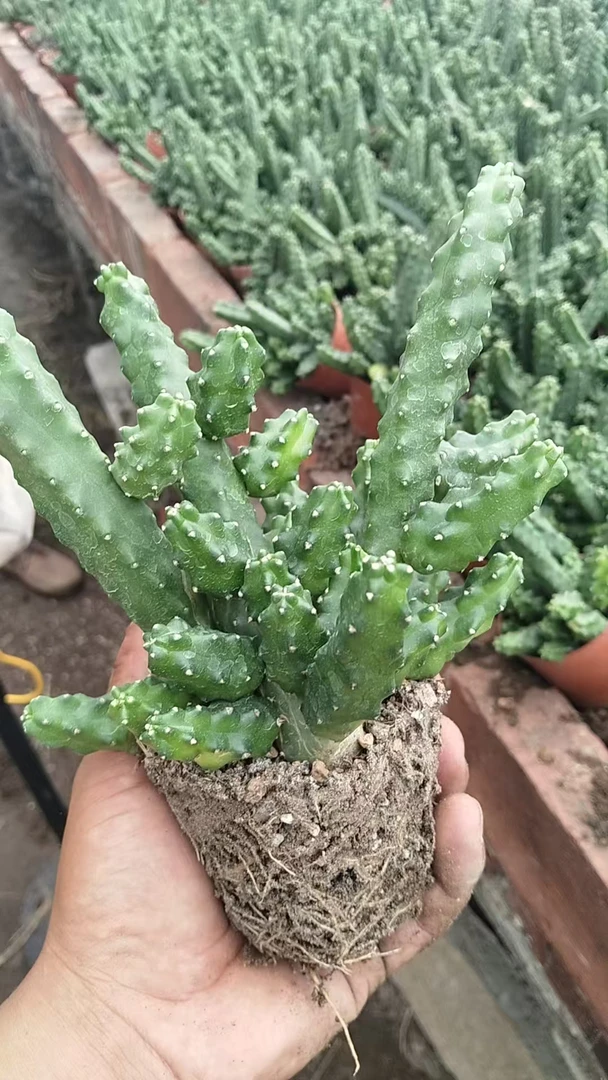 端午节福利 自根水仙晴朗一棵 掉崽不包