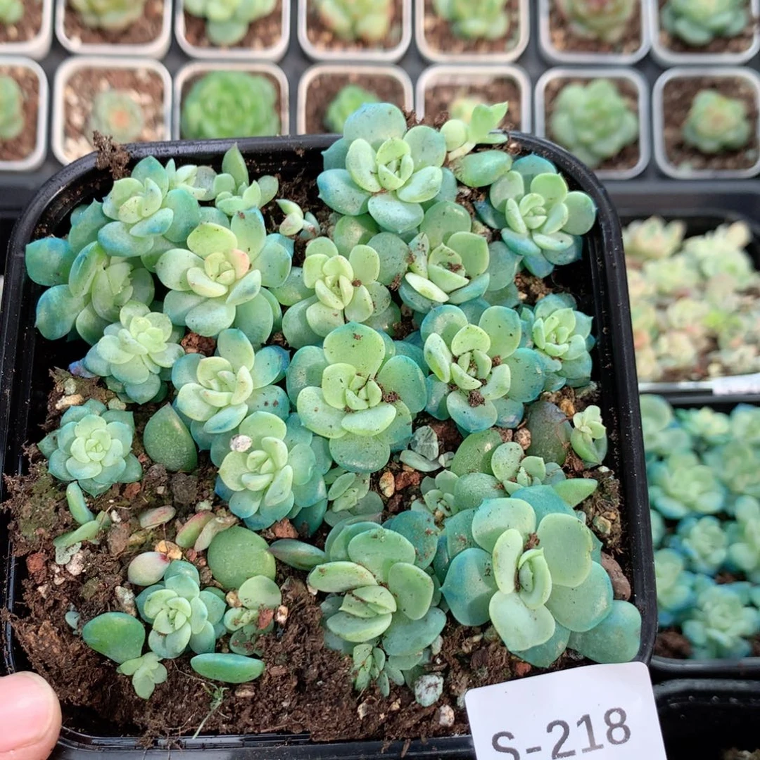 无花朵S218英语英语