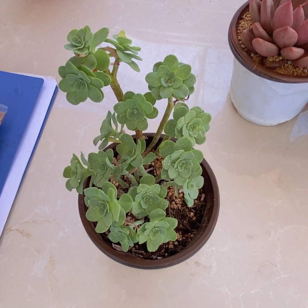 无花朵多肉植物薄化妆90