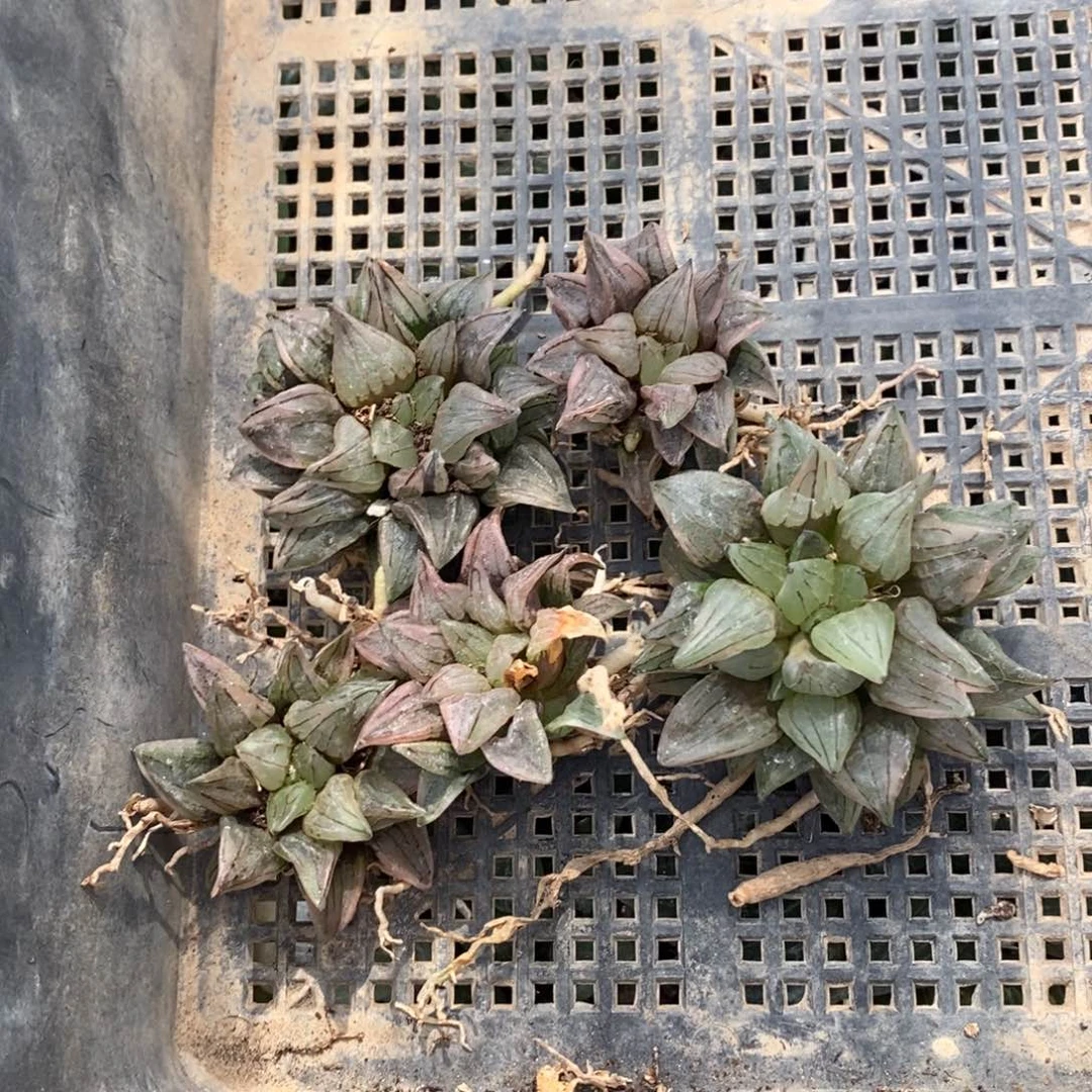 1724 一颗单头西瓜寿 超级618福利。