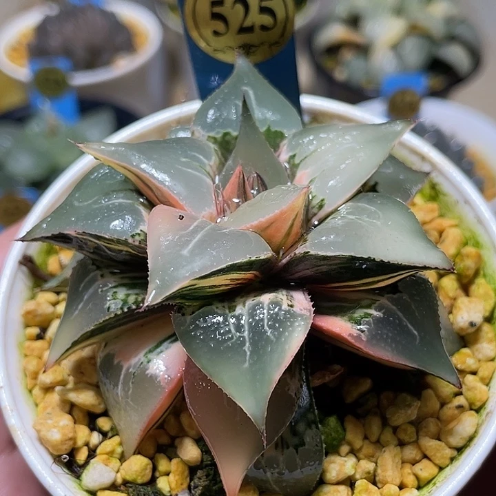 525酒吞锦母本真福利