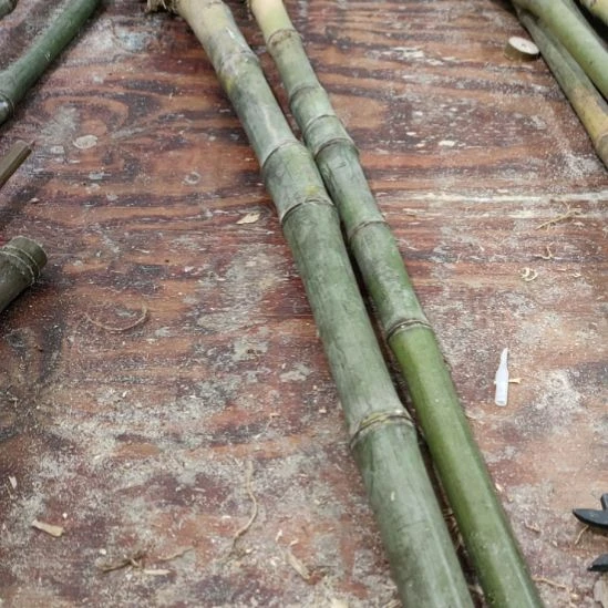 编***7实心玉竹手把件金条料