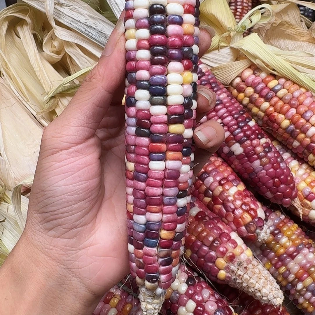 l***y吊坠柏香籽/百香籽