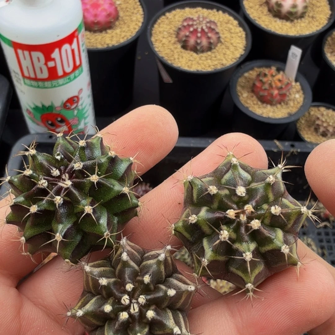 当前无花朵，栽培后可花朵512