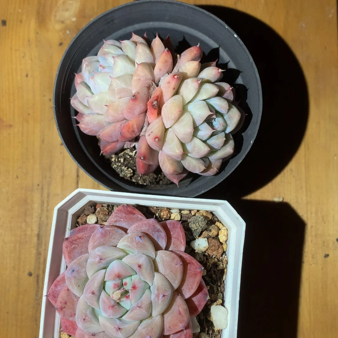 精品阿尔巴佳人一物一拍