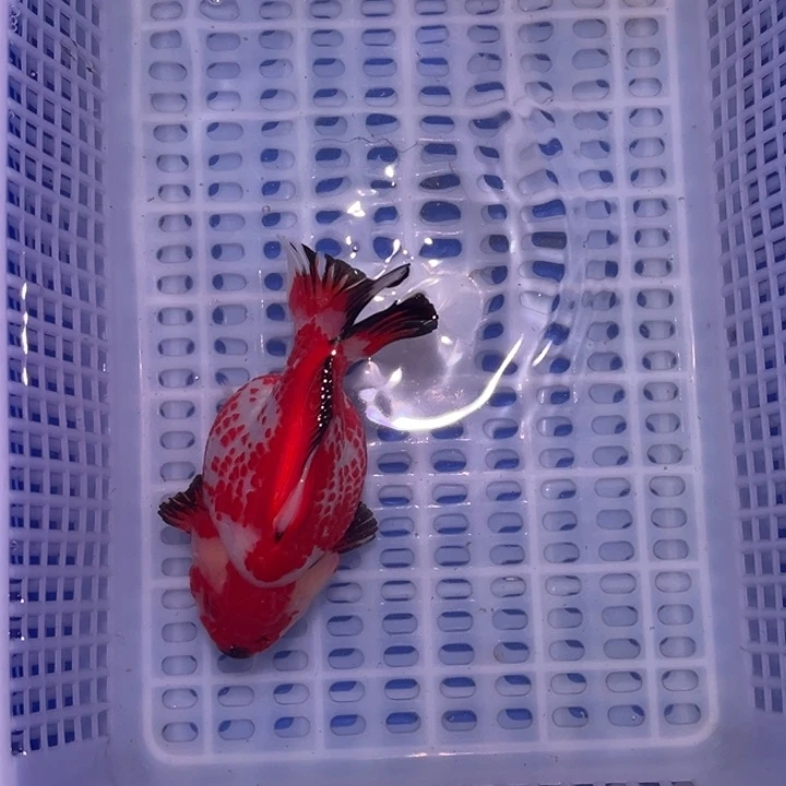 龙睛金鱼渔场直销玛丽金鱼