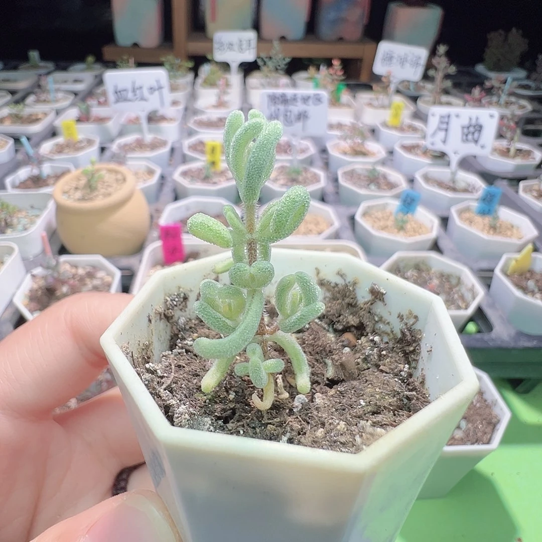 上状态紫色，2542橙叶锦，拍下不退不换