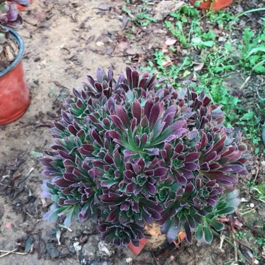 难***，火凤凰法师多肉植物6