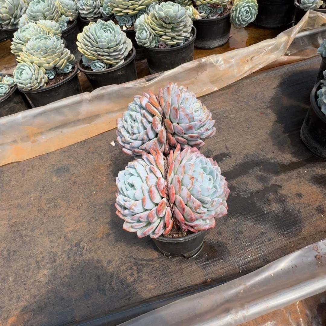 高盆双头橙梦路多肉