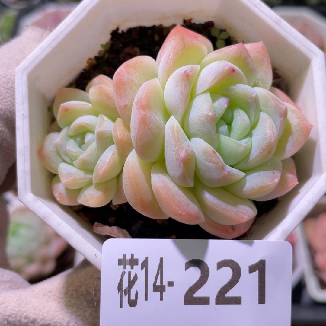 花利美14-221精选糖心