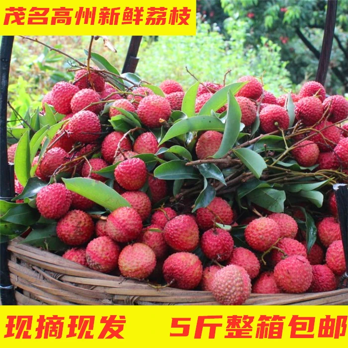 白糖罂荔枝广东茂名高州新鲜荔枝应季水果5斤整箱冷链空运包邮