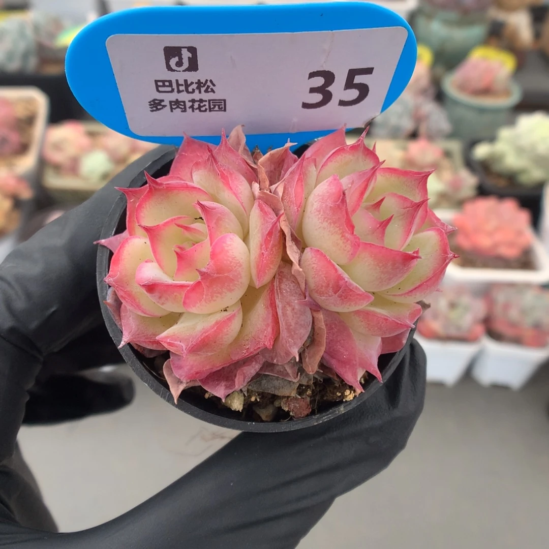 35 粉水晶多肉多肉