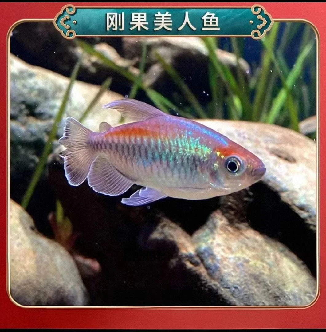 刚果美人鱼群游混养