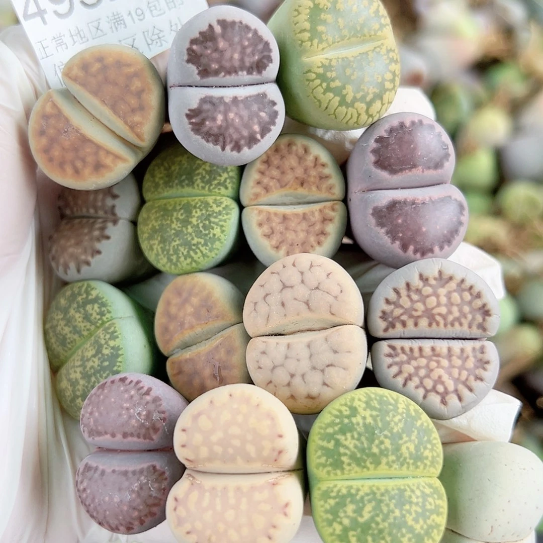 4952 好养易活生石花大母本15个2-2.5cm个别腿长特价