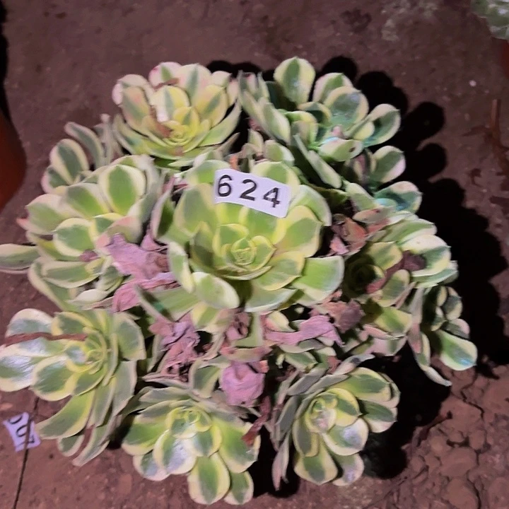 624男神多肉植物不售后