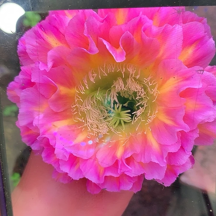 彩草 侧芽 中 222