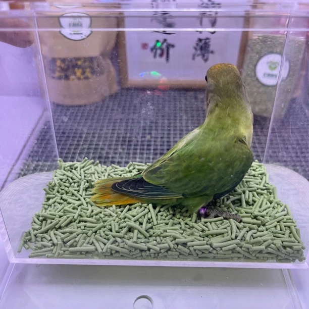 牡丹鹦鹉-独立金头绿闪公E10304