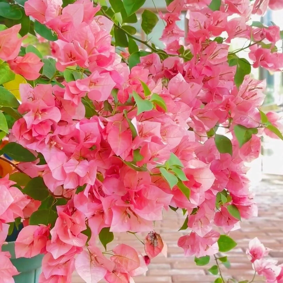 【不甜西瓜三角梅】  原生袋苗包对版不包huo 售后