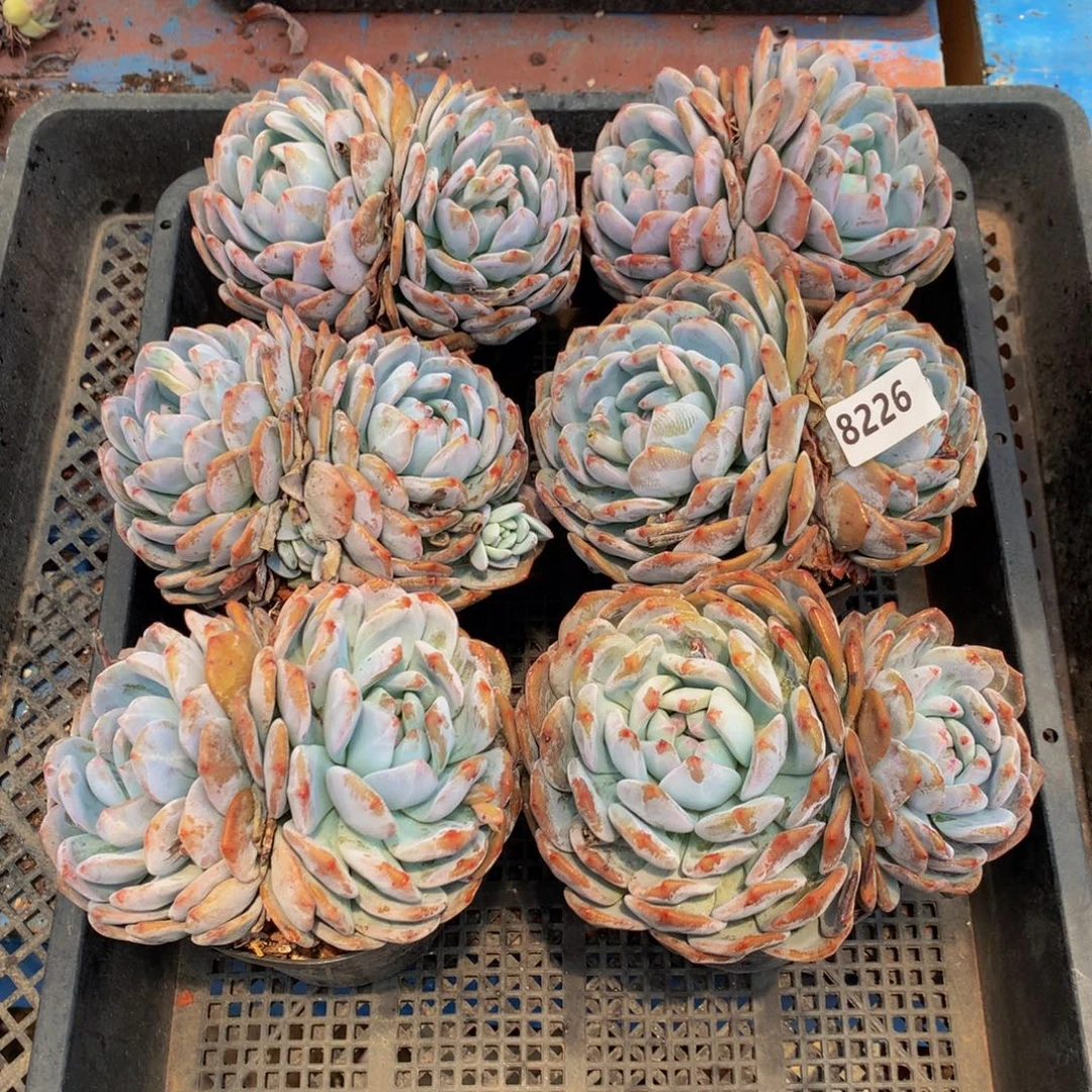 8226六个嗯嗯嗯嗯嗯嗯嗯好